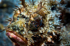 Scorpion Fish - Electric Eyes
