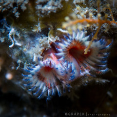 Tube Worms