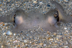 Southern Stingray