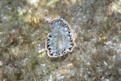 Flatworm