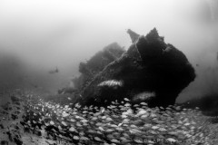 Goliath Grouper on the Esso Bonaire Wreck