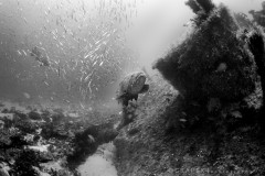 Goliath Grouper on the Esso Bonaire Wreck