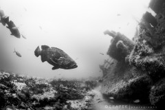 Goliath Grouper on the Esso Bonaire Wreck