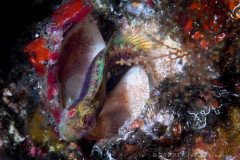 Seaweed Blenny with eggs