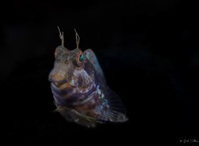 Blenny and the Jets - Sony A1, Inon Z-330 Strobes, f18/1/125/ISO100
