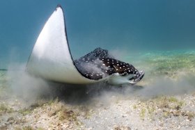 Eagle Ray Feast - Sony A1, Inon Z-330 Strobes, f5.6/1/250/ISO320