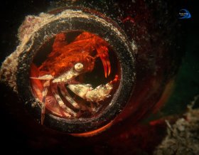 Crab In a Bottle