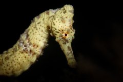 Shy Yellow Seahorse