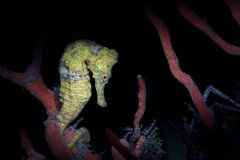 Yellow Seahorse
