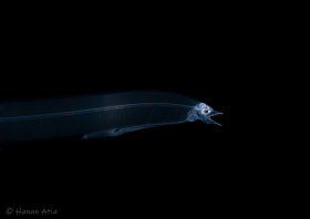 Eel Larvae, Gulf Stream
