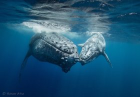 Humpback whale and calf, French Polynesia