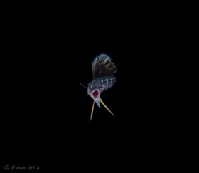 Sailfish Larvae, Gulf Stream