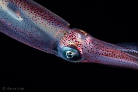 Squid, Gulf Stream