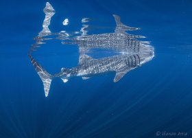 Whale Shark, Mexico
