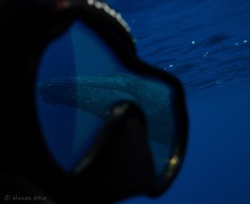 Humpback Whale Reflection, French Polynesia