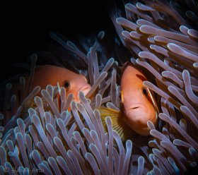 Anemone fish, Maldives