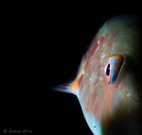 Clownfish at night, Blue Heron Bridge
