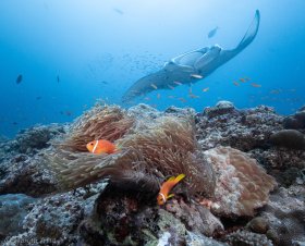 Anemonefish and Manta, Maldives