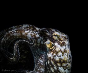 Octopus hunting, Bonaire