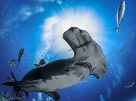 Great Hammerhead Shark, Bahamas