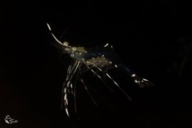 Blackwater 1: Shrimp with Eggs, Israel, Red Sea