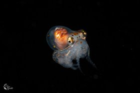 Blackwater 3: Octopus, Israel, Red Sea