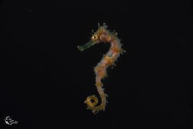 Blackwater 2: Seahorse, Israel, Red Sea