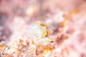Bokeh 2: Elysia Nudibranch, Israel, Med Sea