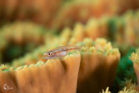 Bokeh 3: Goby, Israel, Red Sea