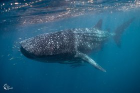 Megafauna 2: Whale Shark, Ningaloo Reef, Australia