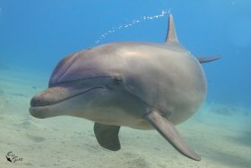 Megafauna 3: Bottlenose Dolphin, Israel, Red Sea