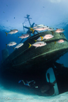 Kittiwake – Grand Cayman