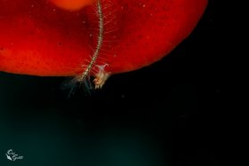 Nudi 4: Nudi on Sponge, Israel, Red Sea