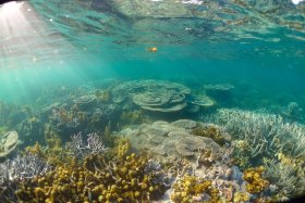 Seascape 1: Coral Bay, Australia
