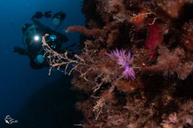 Semi-Wide 2: Nudibranch and Diver, Israel, Med Sea