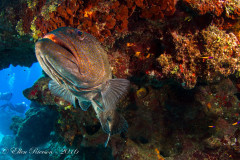 Grouper – Grand Cayman