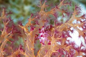 Shrimp or Crab 1: Candy Crab, Israel, Red Sea