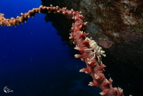 Shrimp or Crab 2: Wire Coral Shrimp, Israel, Red Sea