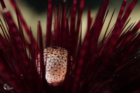 Textures 2: Urchin