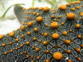 Textures 1: Sea Star