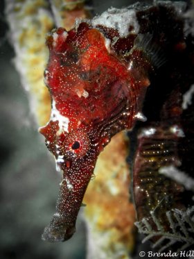 Longsnout Seahorse, Blue Heron Bridge