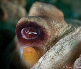 Octopus Vulgaris, Blue Heron Bridge