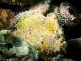 Dwarf Frogfish, Blue Heron Bridge