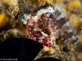 Downy Blenny, Blue Heron Bridge