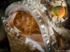 Jawfish with Eggs, Blue Heron Bridge