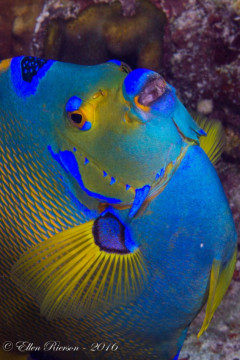 Queen Angel – Bahamas