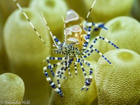Spotted Cleaner Shrimp, Loggerhead Park