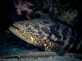 Goliath Grouper, Blue Heron Bridge
