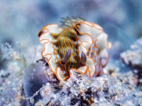 Felimare Juliae, Lauderdale-by-the-Sea