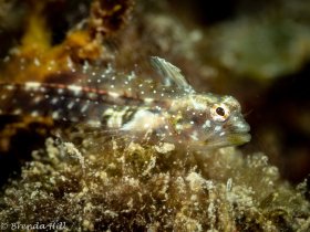 Glass Blenny, Lauderdale-by-the-Sea